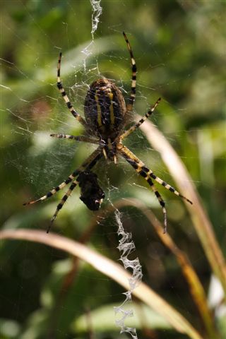 Argiope bruennichi in fase di cattura